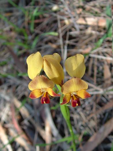 Diuris - orchidaceae_donkey_270806.jpg